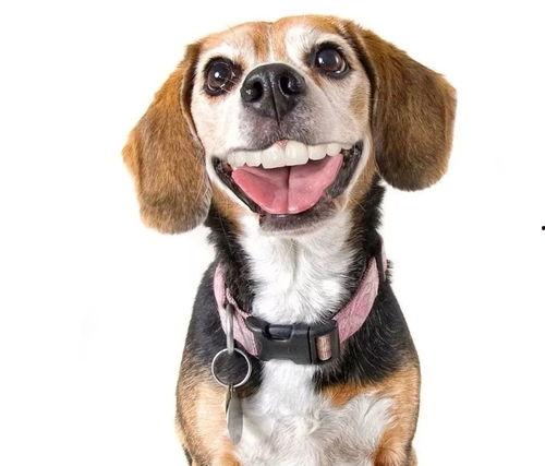 娱乐吃瓜酱狗带上牙,狗带上牙的神秘魅力揭秘  第3张